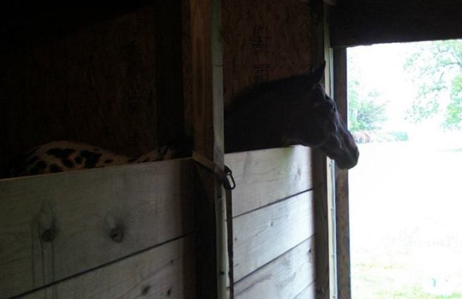 Scribbles in the barn